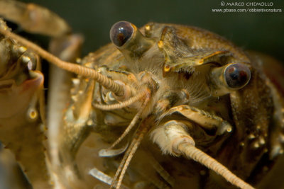 American crayfish - Gambero Americano (Orconectes limosus)