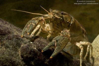 American crayfish - Gambero Americano (Orconectes limosus)