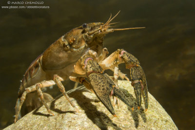 American crayfish - Gambero Americano (Orconectes limosus)