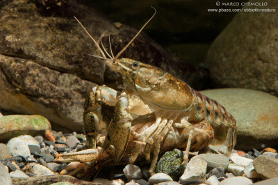 American crayfish - Gambero Americano (Orconectes limosus)