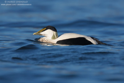 Eider - Edredone (Somateria mollissima)