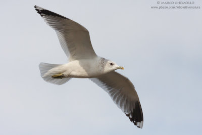Common Gull, Mew Gull - Gavina (Larus canus)