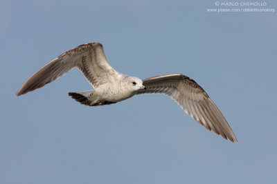 Common Gull, Mew Gull - Gavina (Larus canus)