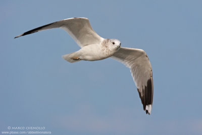Larus canus