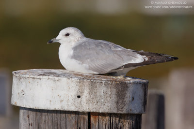 Common Gull, Mew Gull - Gavina (Larus canus)
