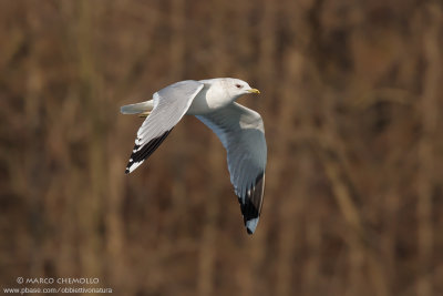 Common Gull, Mew Gull - Gavina (Larus canus)