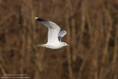 Common Gull, Mew Gull - Gavina (Larus canus)