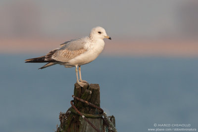 Common Gull, Mew Gull - Gavina (Larus canus)