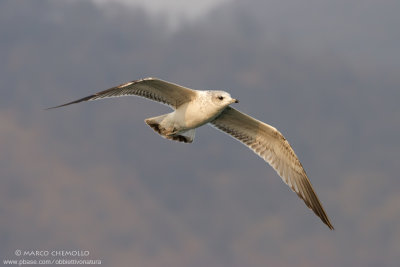 Common Gull, Mew Gull - Gavina (Larus canus)