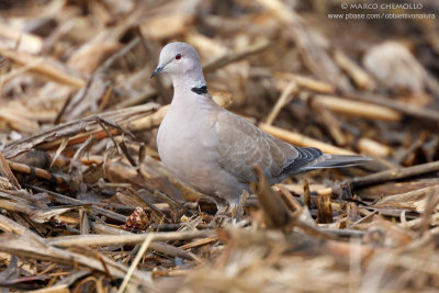 Collared Dove - Tortora dal collare (Streptopelia decaocto)