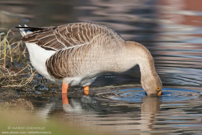 Greylag Goose, domestic - Oca Selvatica, domestica (Anser anser)