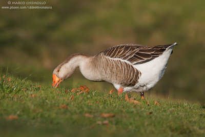 Greylag Goose, domestic - Oca Selvatica, domestica (Anser anser)