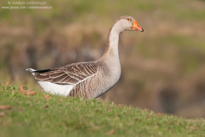 Greylag Goose, domestic - Oca Selvatica, domestica (Anser anser)