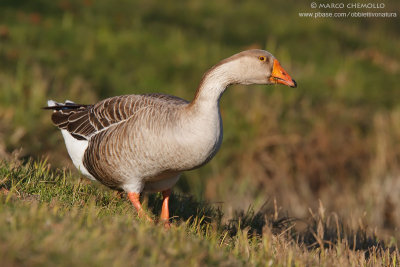 Greylag Goose, domestic - Oca Selvatica, domestica (Anser anser)