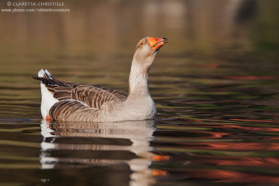 Greylag Goose, domestic - Oca Selvatica, domestica (Anser anser)