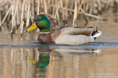 Mallard - Germano Reale (Anas platyrinchos)