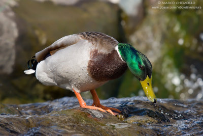 Mallard - Germano Reale (Anas platyrinchos)