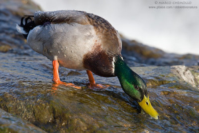 Mallard - Germano Reale (Anas platyrinchos)