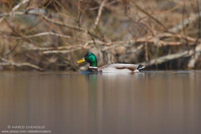 Mallard - Germano Reale (Anas platyrinchos)