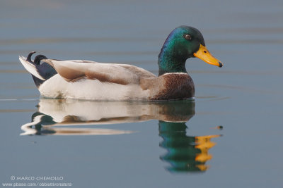 Mallard - Germano Reale (Anas platyrinchos)
