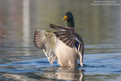 Mallard - Germano Reale (Anas platyrinchos)