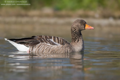 White-fronted Goose - Oca Lombardella (Anser albifrons)