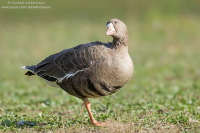 White-fronted Goose - Oca Lombardella (Anser albifrons)