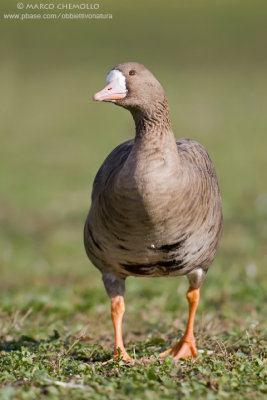 White-fronted Goose - Oca Lombardella (Anser albifrons)