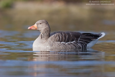 White-fronted Goose - Oca Lombardella (Anser albifrons)