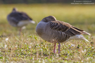 Pink-footed Goose - Oca Zamperosee (Anser brachyrhynchus)