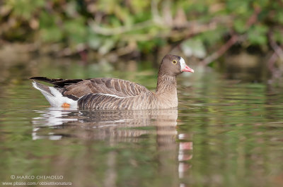 Lesser White-footed Goose - Oca Lombardella Minore (Anser erythropus)