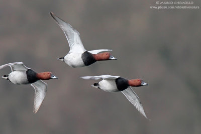 Pochard - Moriglione (Aythya ferina)