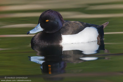 Tufted Duck - Moretta (Aythya fuligula)