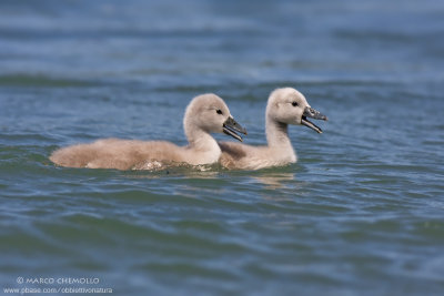 Mute Swan - Cigno Reale (Cygnus olor)