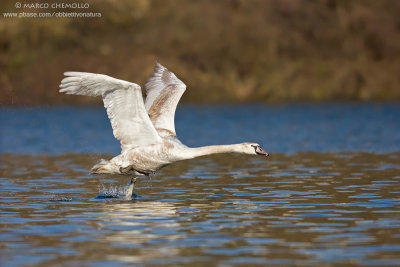 Mute Swan - Cigno Reale (Cygnus olor)