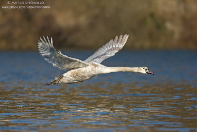 Mute Swan - Cigno Reale (Cygnus olor)