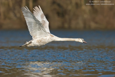 Mute Swan - Cigno Reale (Cygnus olor)