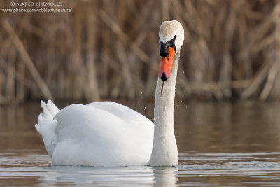 Mute Swan - Cigno Reale (Cygnus olor)