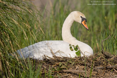 Mute Swan - Cigno Reale (Cygnus olor)