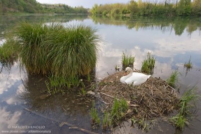 Mute Swan - Cigno Reale (Cygnus olor)