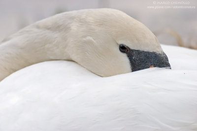 Mute Swan - Cigno Reale (Cygnus olor)