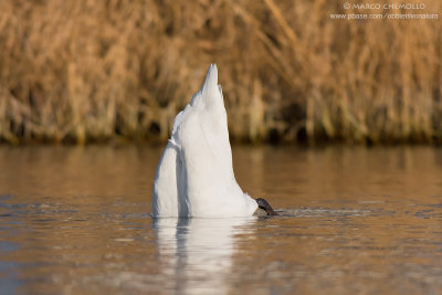 Mute Swan - Cigno Reale (Cygnus olor)