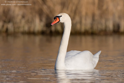 Mute Swan - Cigno Reale (Cygnus olor)