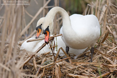 Mute Swan - Cigno Reale (Cygnus olor)