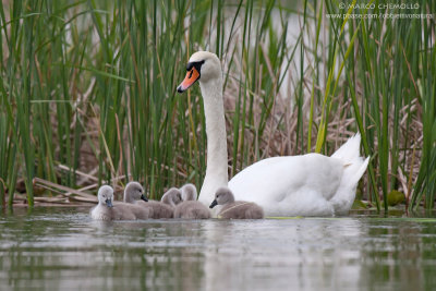 Mute Swan - Cigno Reale (Cygnus olor)