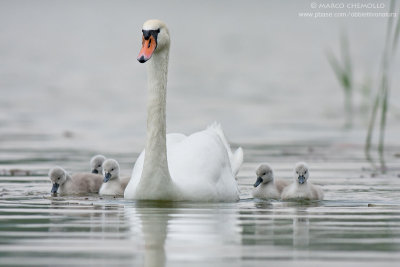 Mute Swan - Cigno Reale (Cygnus olor)