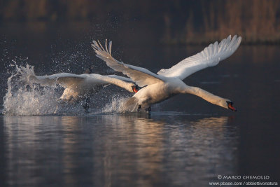 Mute Swan - Cigno Reale (Cygnus olor)