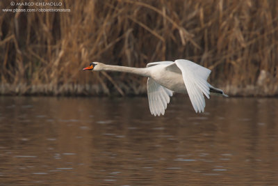 Mute Swan - Cigno Reale (Cygnus olor)