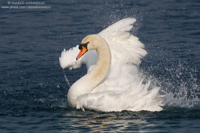 Mute Swan - Cigno Reale (Cygnus olor)