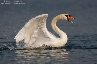 Mute Swan - Cigno Reale (Cygnus olor)